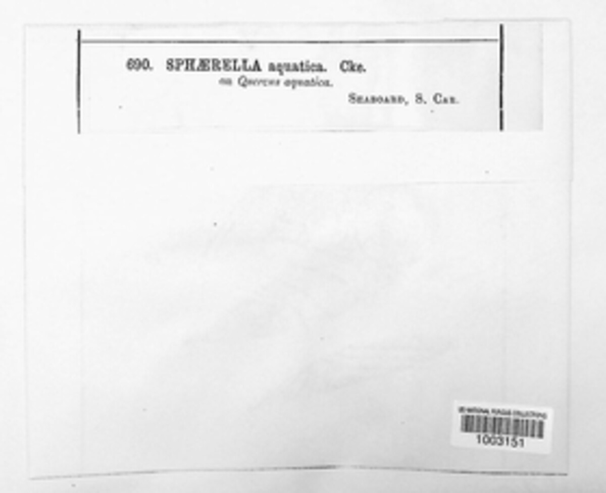 Mycosphaerella aquatica image